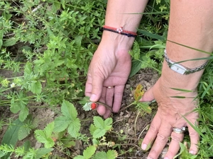 Oportunitate, teren la munte in Apuseni 3,2 ha posibilitate RATE - imagine 10