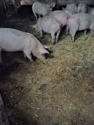 vand purcei crescuti bio - imagine 4