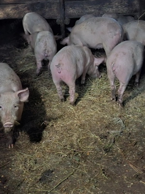 vand purcei crescuti bio - imagine 3