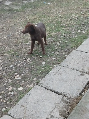 Catel de intors  - imagine 3