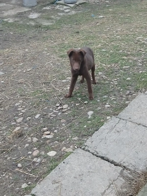 Catel de intors  - imagine 2