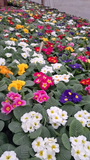 Primule 1 Martie, toate culorile