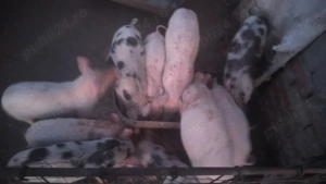 vând purcei  - imagine 2