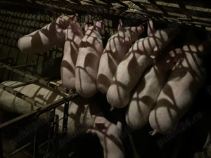 Vând purcei  - imagine 4