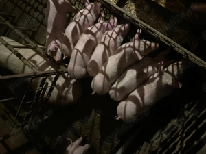 Vând purcei  - imagine 2