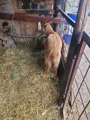 de vanzare - imagine 2