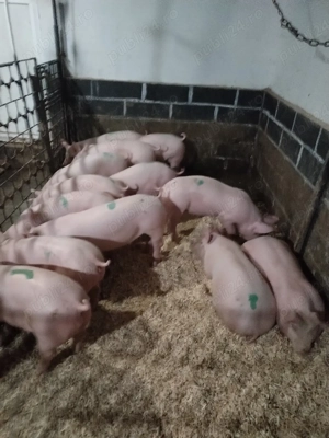 Soldaniiii - imagine 4