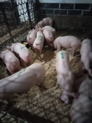 Soldaniiii - imagine 2