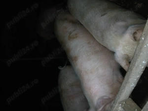 Porci de vanzare - imagine 3