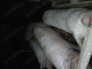 Porci de vanzare - imagine 2