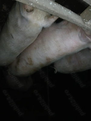 Vând porci  - imagine 2