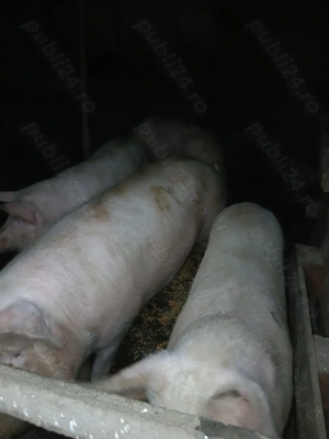 Porci de vanzare - imagine 2