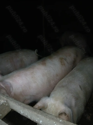 Porci de vanzare - imagine 3