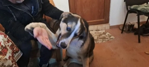 Donez Ciobanesc Australian - imagine 3