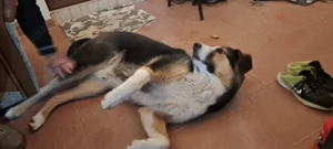 Donez Ciobanesc Australian - imagine 2