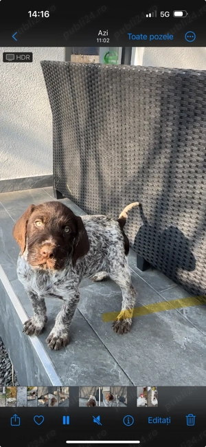 Catei brac german  - imagine 2