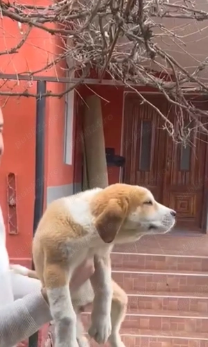 Ciobanesc asia centrala  - imagine 2