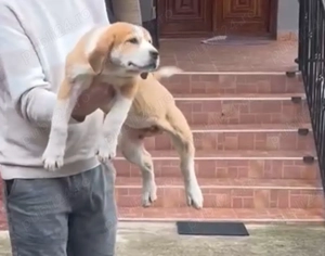 Ciobanesc asia centrala  - imagine 4