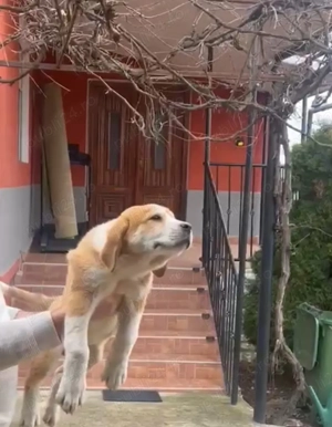 Ciobanesc asia centrala  - imagine 3