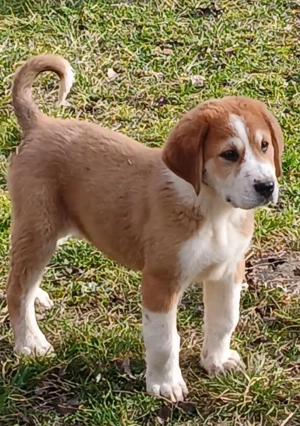 Ciobanesc asia centrala  - imagine 5