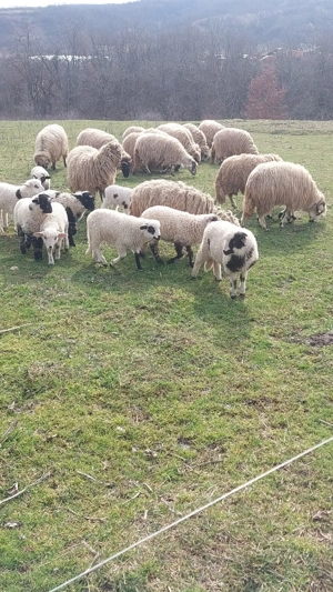 Oi tinere de vanzare - imagine 3