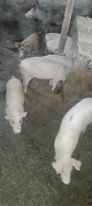 purcei de vanzare  - imagine 2