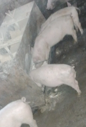 purcei de vanzare  - imagine 3