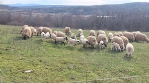 Oi tinere de vanzare - imagine 4