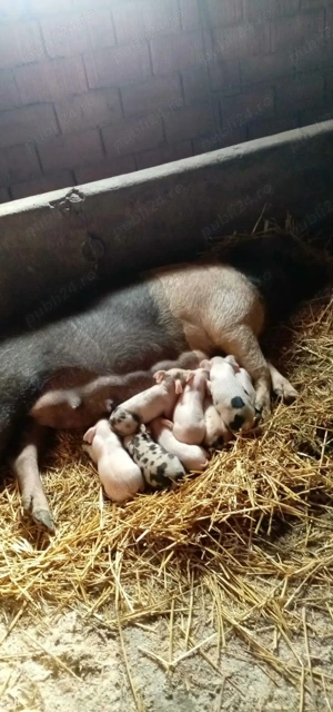 Scroafe cu purcei de vânzare  - imagine 2