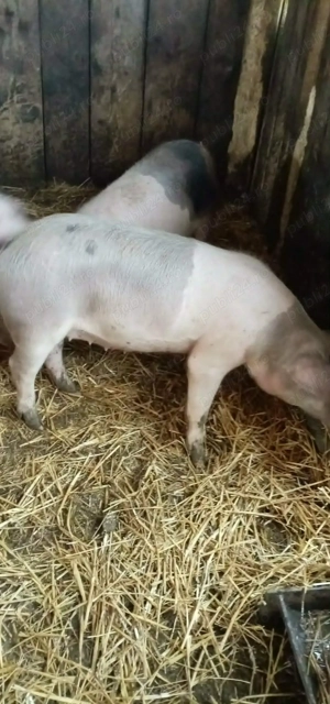 Soldani de vanzare - imagine 2