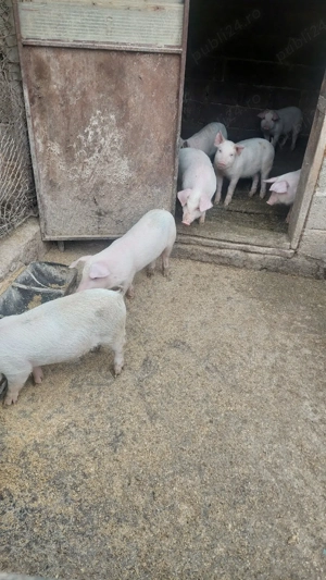 Purcei landras cu duroc