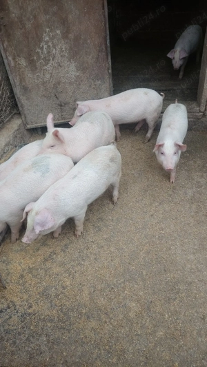 Purcei landras cu duroc - imagine 3