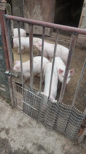 Purcei landras cu duroc - imagine 2