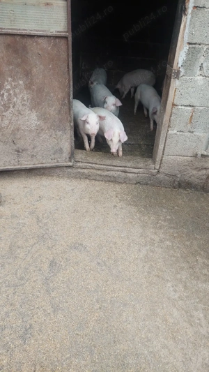 Purcei landras cu duroc - imagine 4