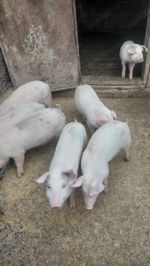 Purcei landras cu duroc - imagine 5