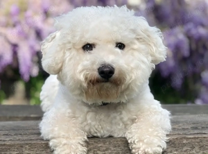 bichon frize