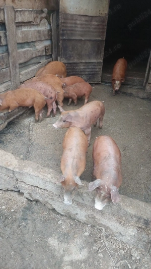 Purcei duroc cu petrean - imagine 2