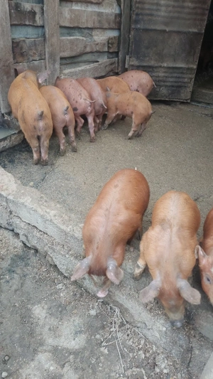 Purcei duroc cu petrean - imagine 3