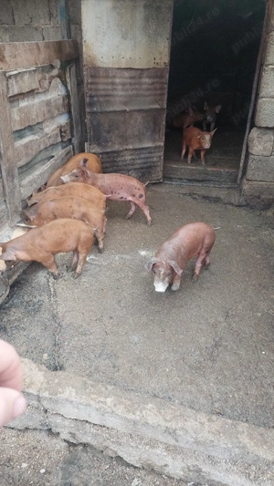 Purcei duroc cu petrean - imagine 4