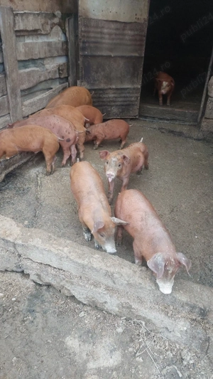 Purcei duroc cu petrean - imagine 5