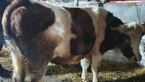 Taur  de vânzare ! !