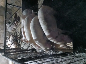 Soldani Bistrita-Nasaud  