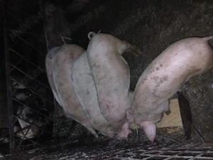 Soldani Bistrita-Nasaud   - imagine 3