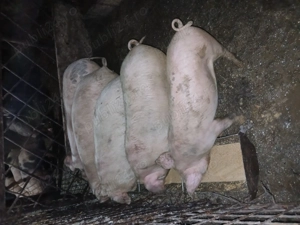 Soldani Bistrita-Nasaud   - imagine 2