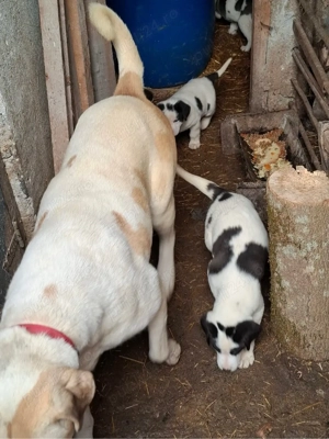 Asia Centrala Alabai - imagine 5