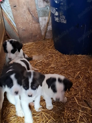 Asia Centrala Alabai - imagine 3