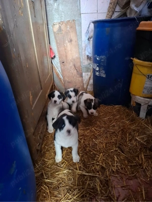 Asia Centrala Alabai - imagine 4