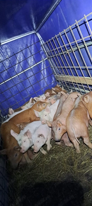 purcei de vănzare  - imagine 4