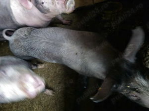 Porci de vânzare  - imagine 2