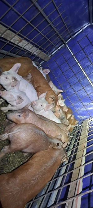 purcei de vănzare  - imagine 5